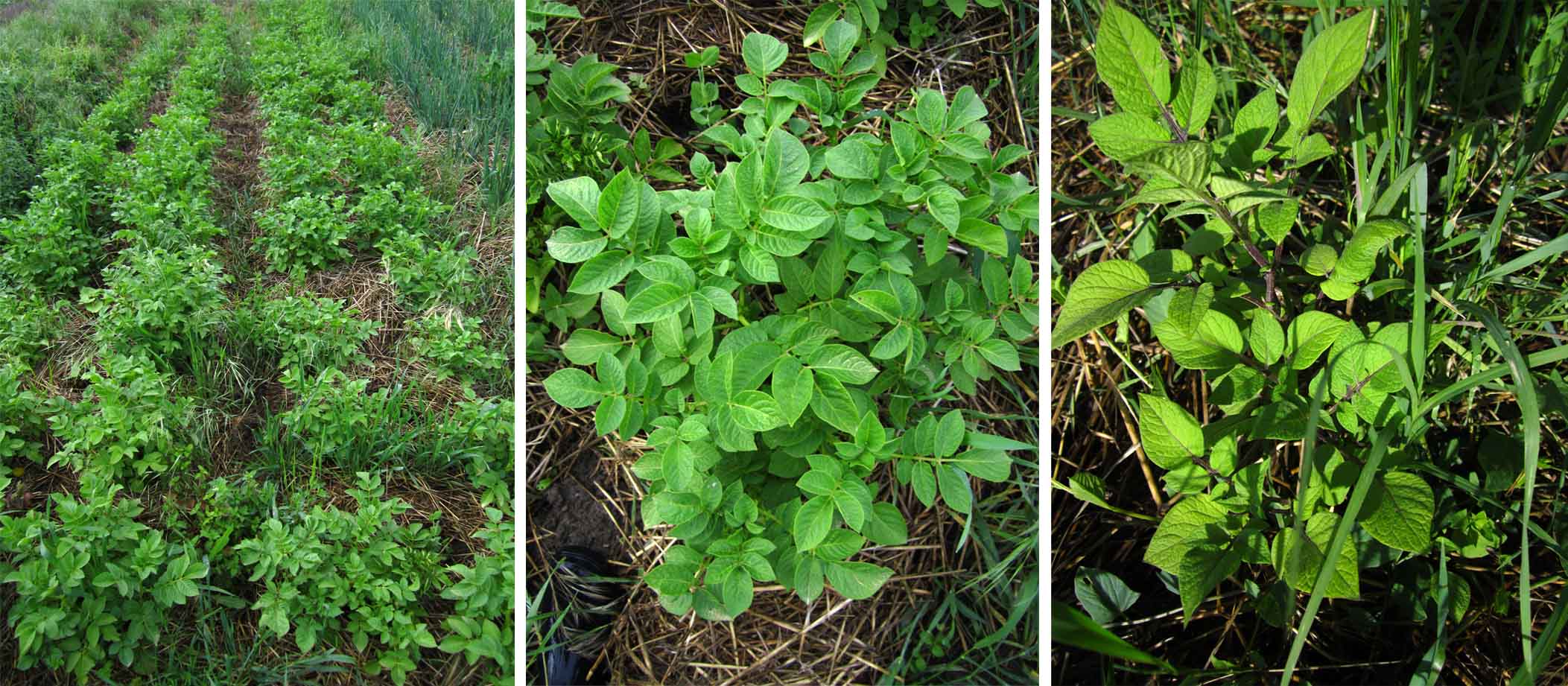 04 krompirici obicni ljubicasti prskani koprivom