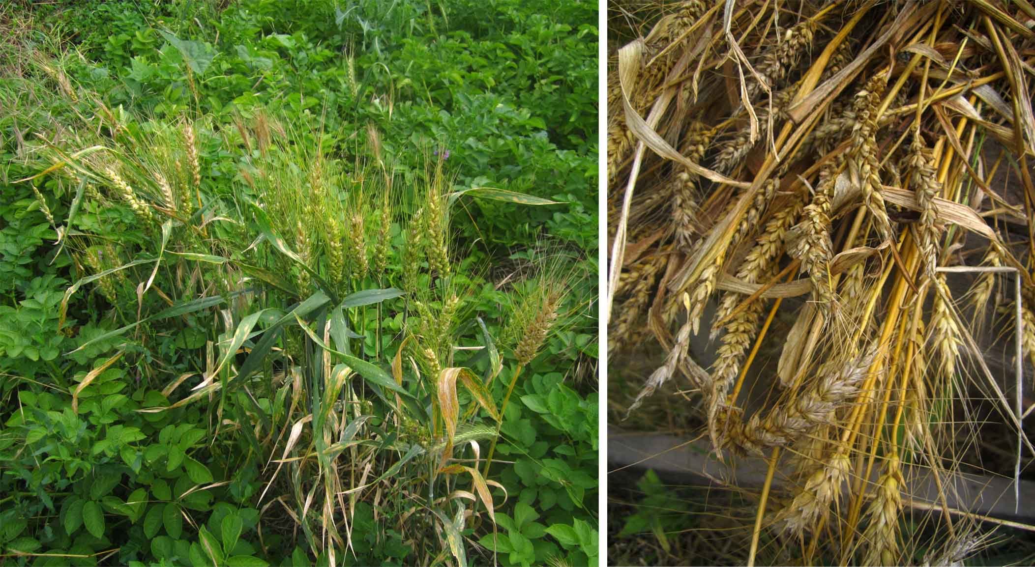 11 samonikle zitarice