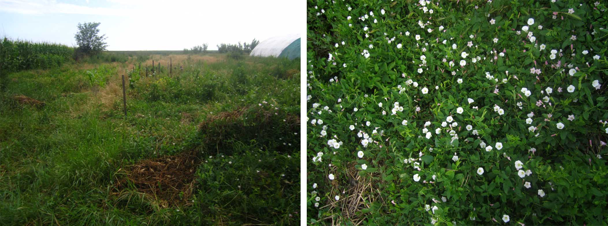 12 moja dzungla nakon 2-3 nedelje