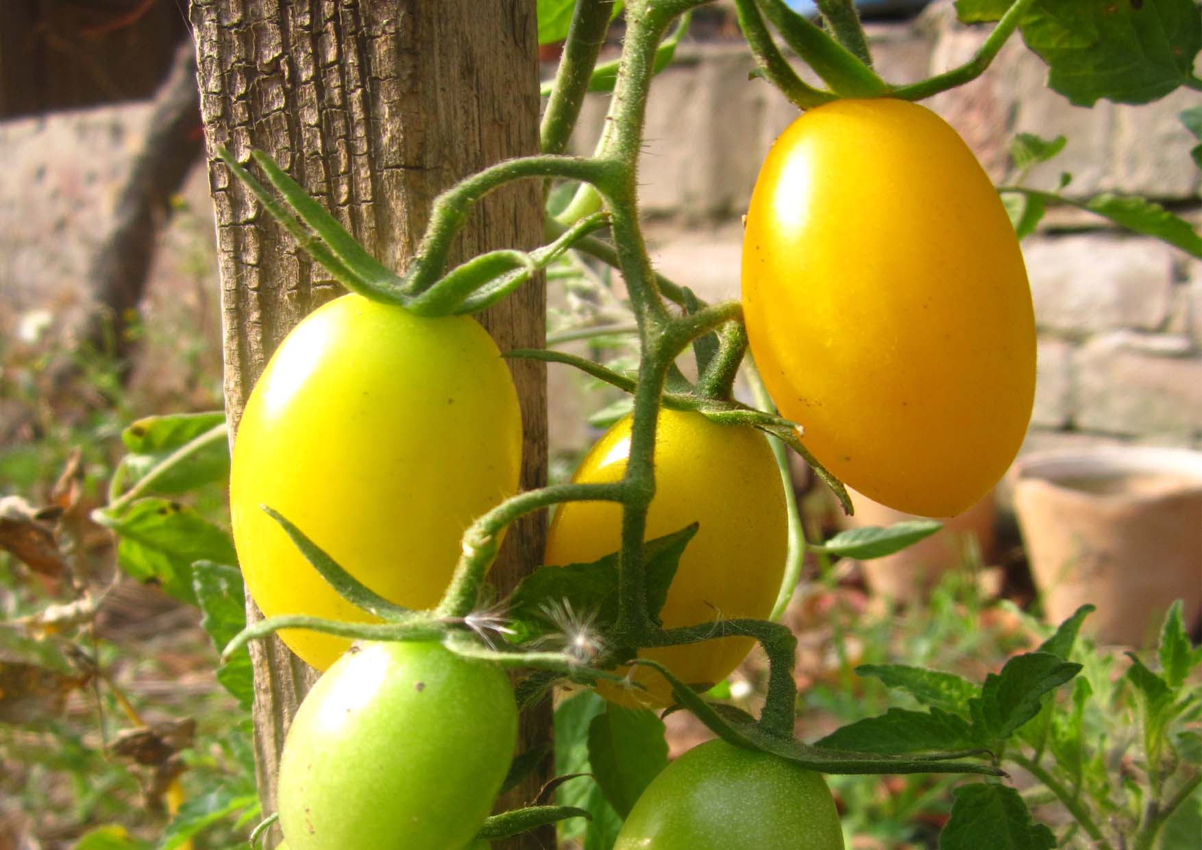 01 perMOkultura paradajz u novembru