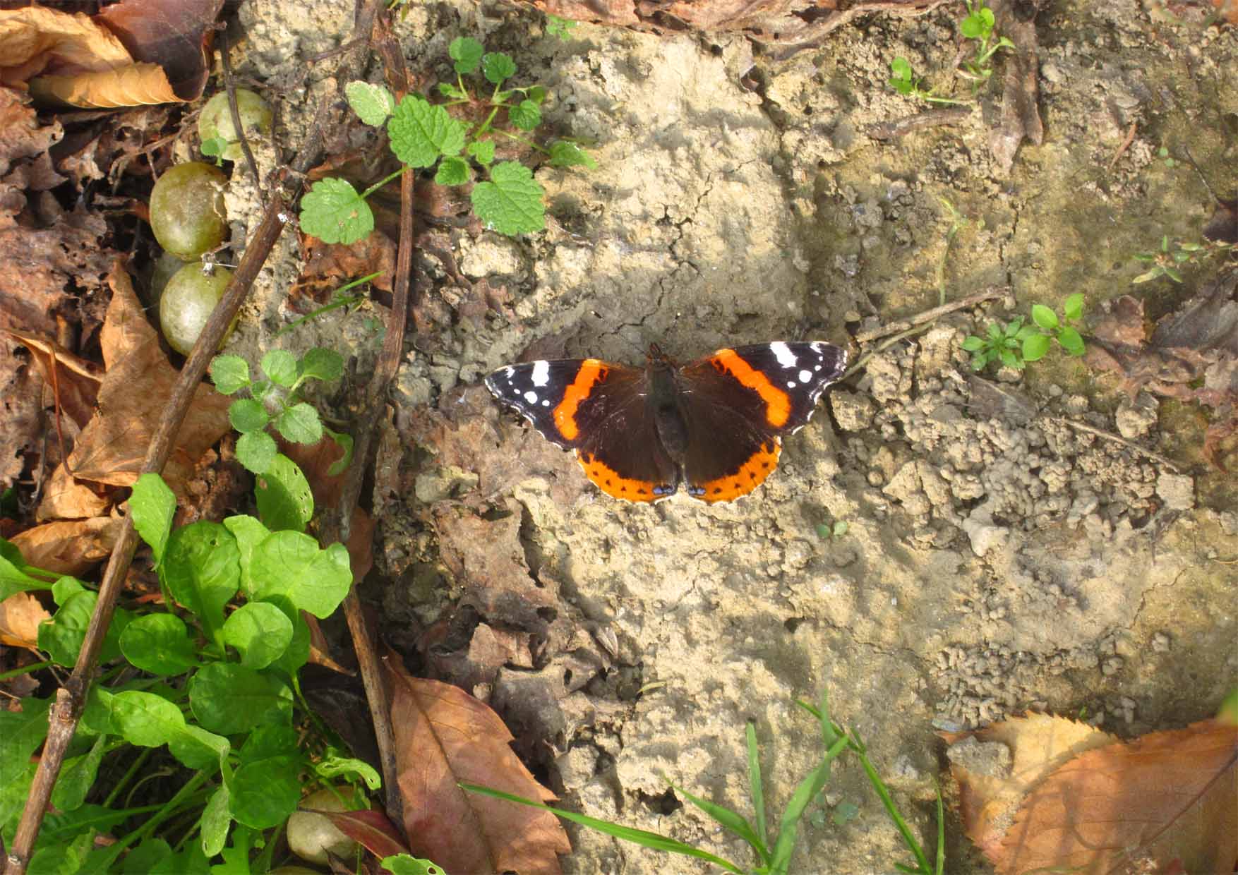 04 perMOkultura stanovnici dvorišta