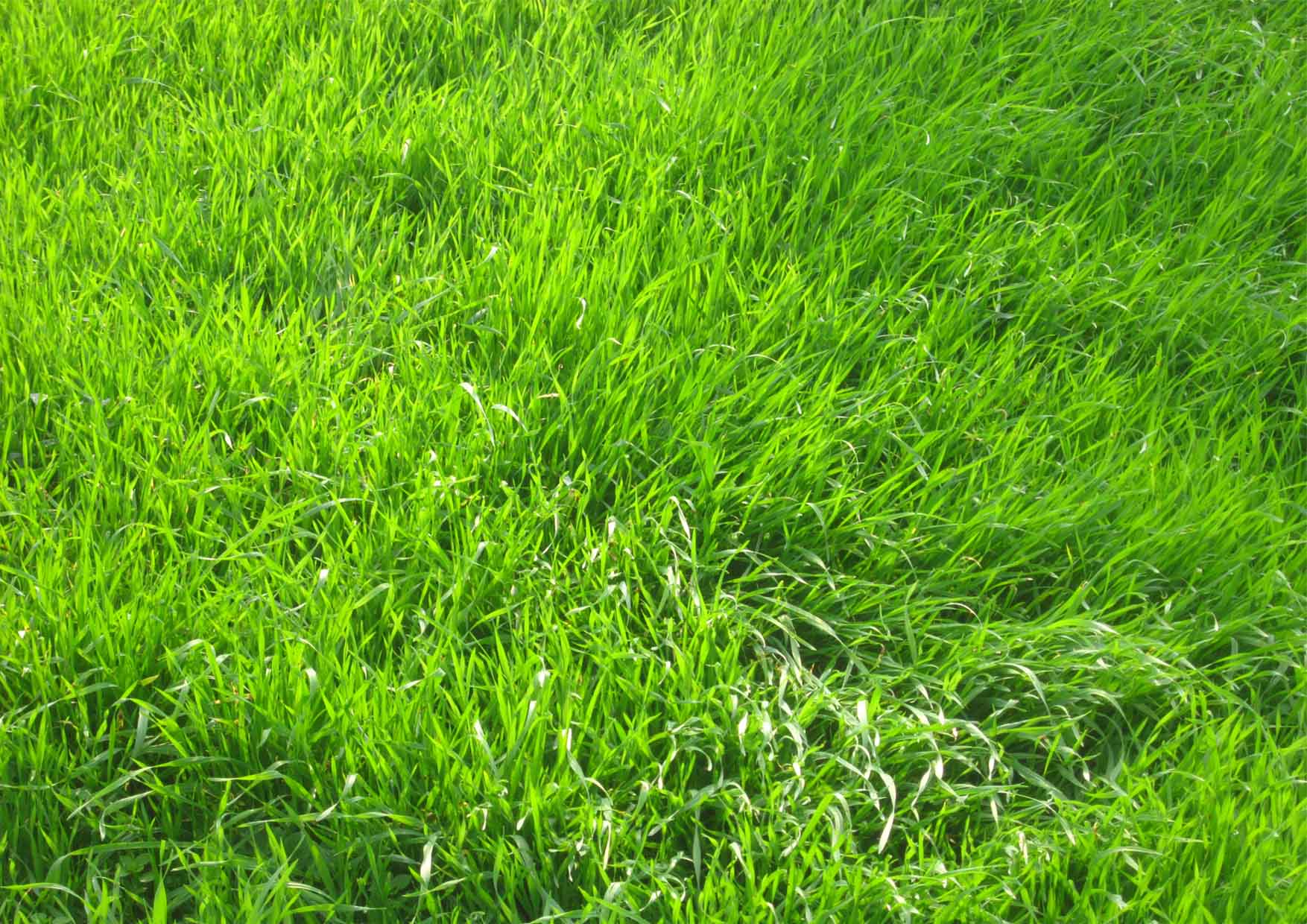 05 perMOkultura zelena trava doma mog