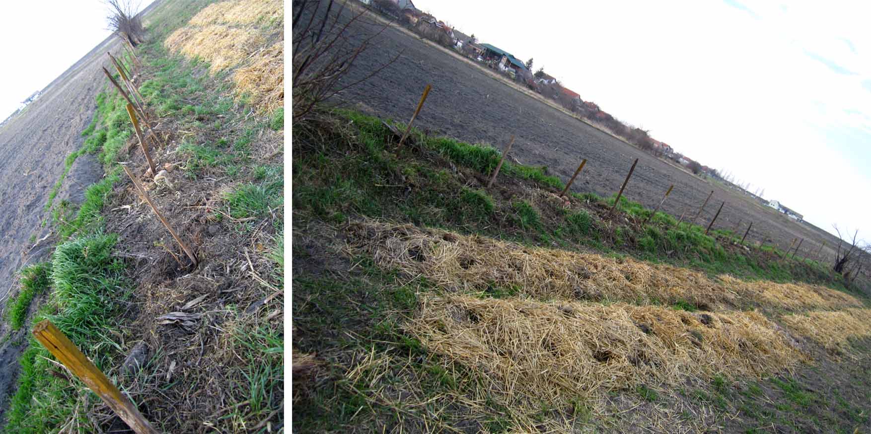 05 zbunaste vrste ka zapadnim komsijama