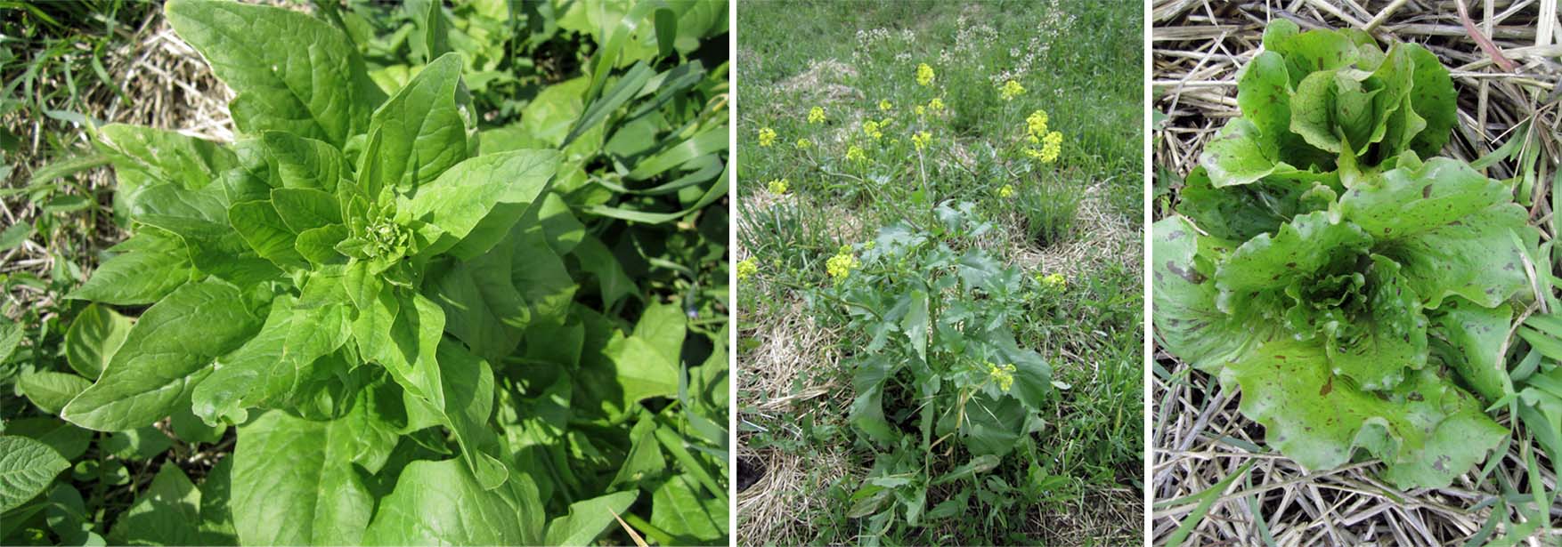 07 Mo bastenska misterija