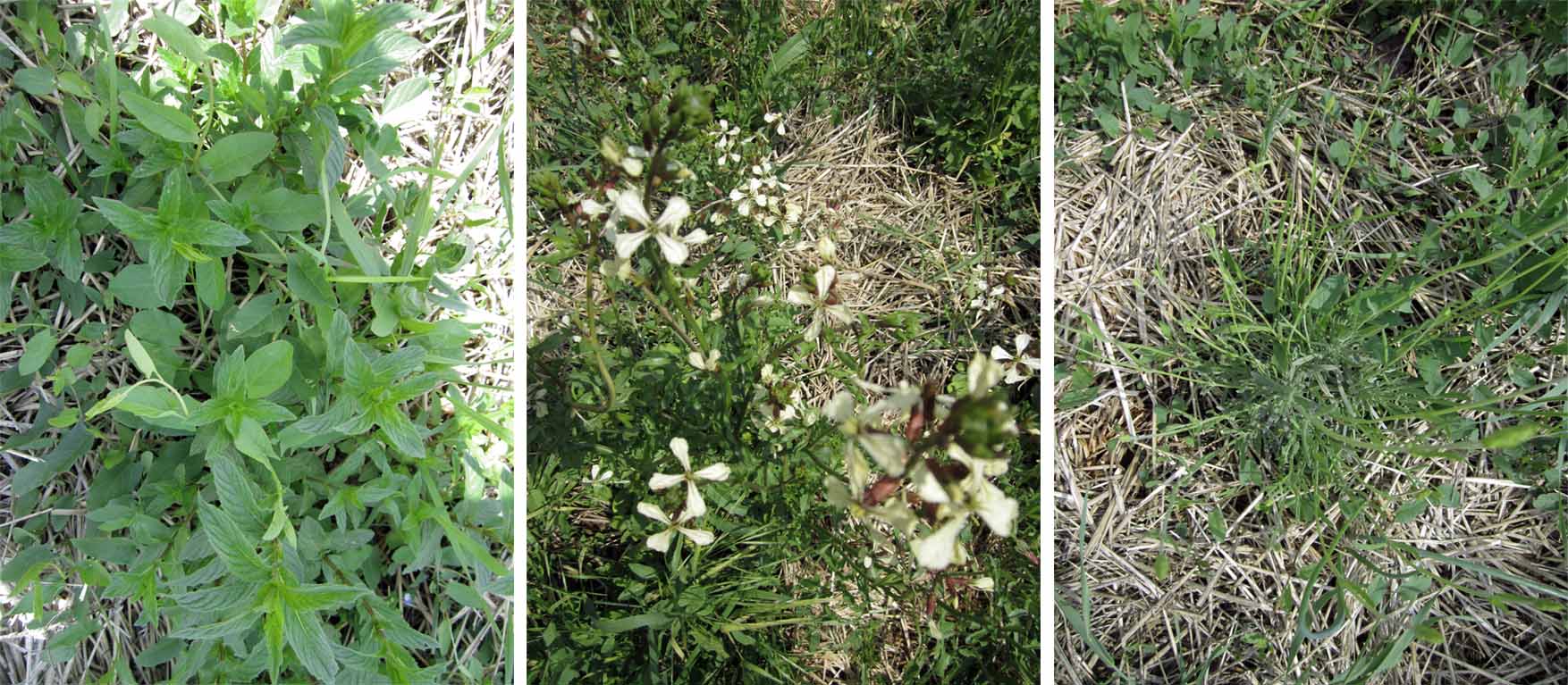 08 Mo zacinske biljke