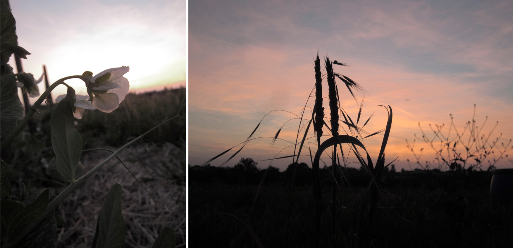 102 basta MO grasak i psenica