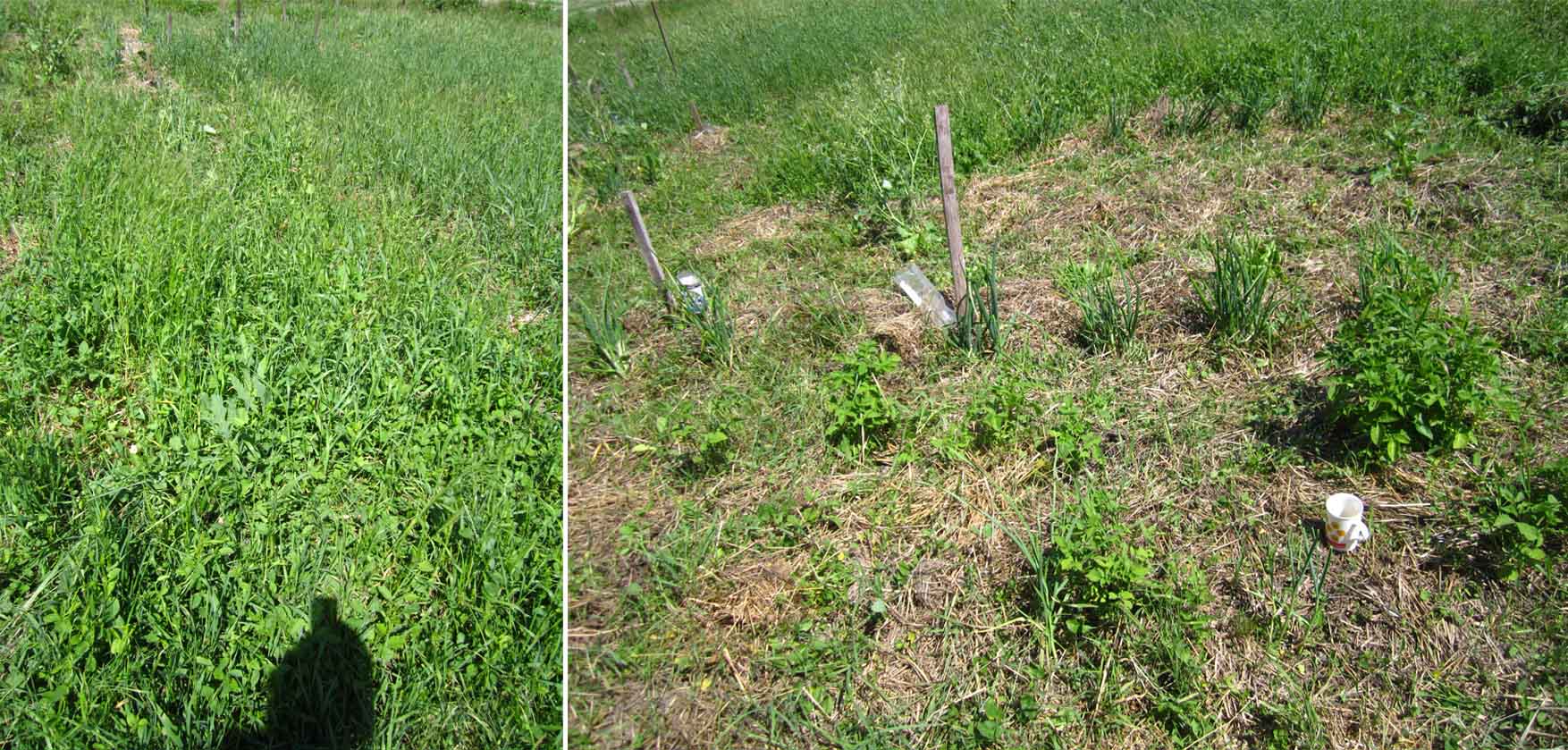 103 basta MO grasak i psenica