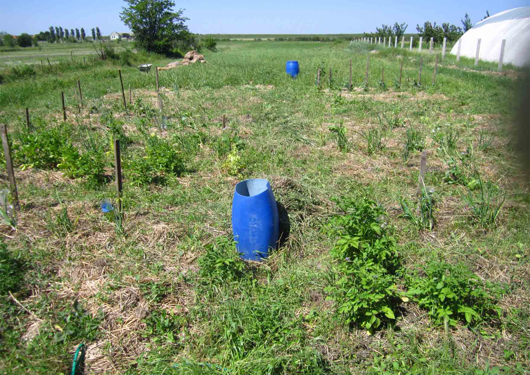 104 basta MO grasak i psenica