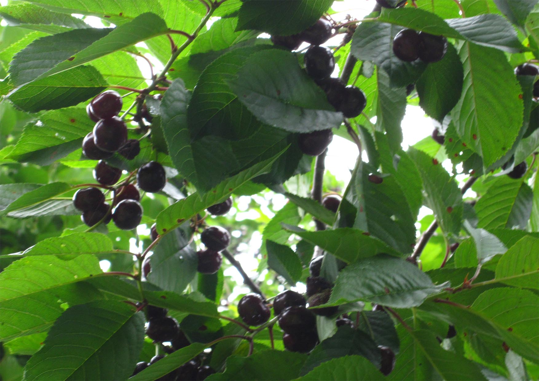 05 visnjicica rod rodila...