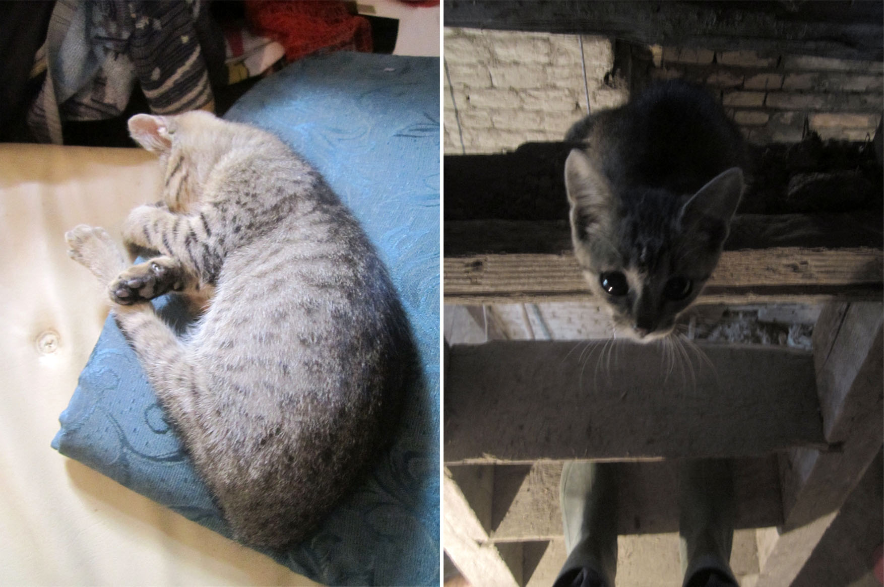 76 Peckica Mosorin jun 2014