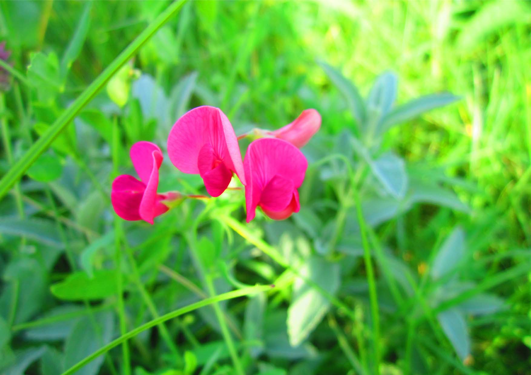 41 kamp zemljane arhitekture_na bregu