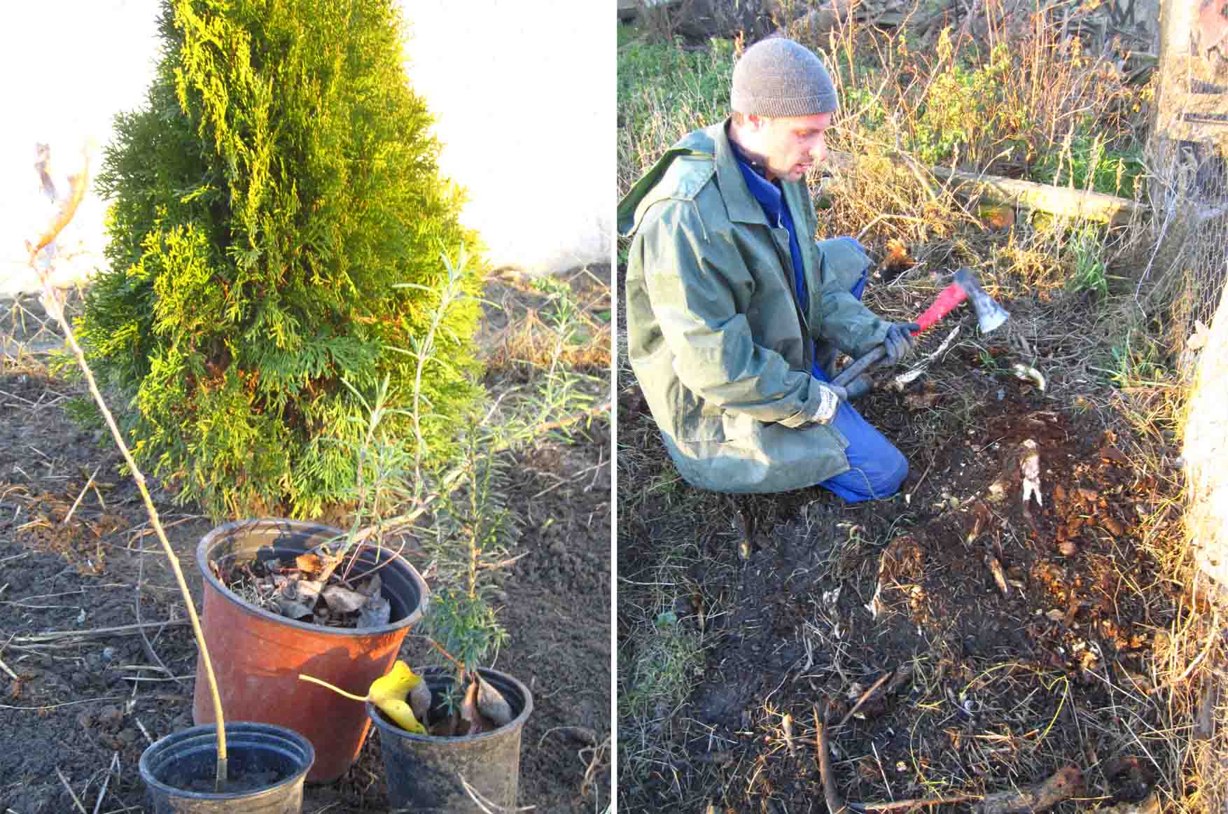 10 Mosorin decembar sadjenje tuja i ostalo