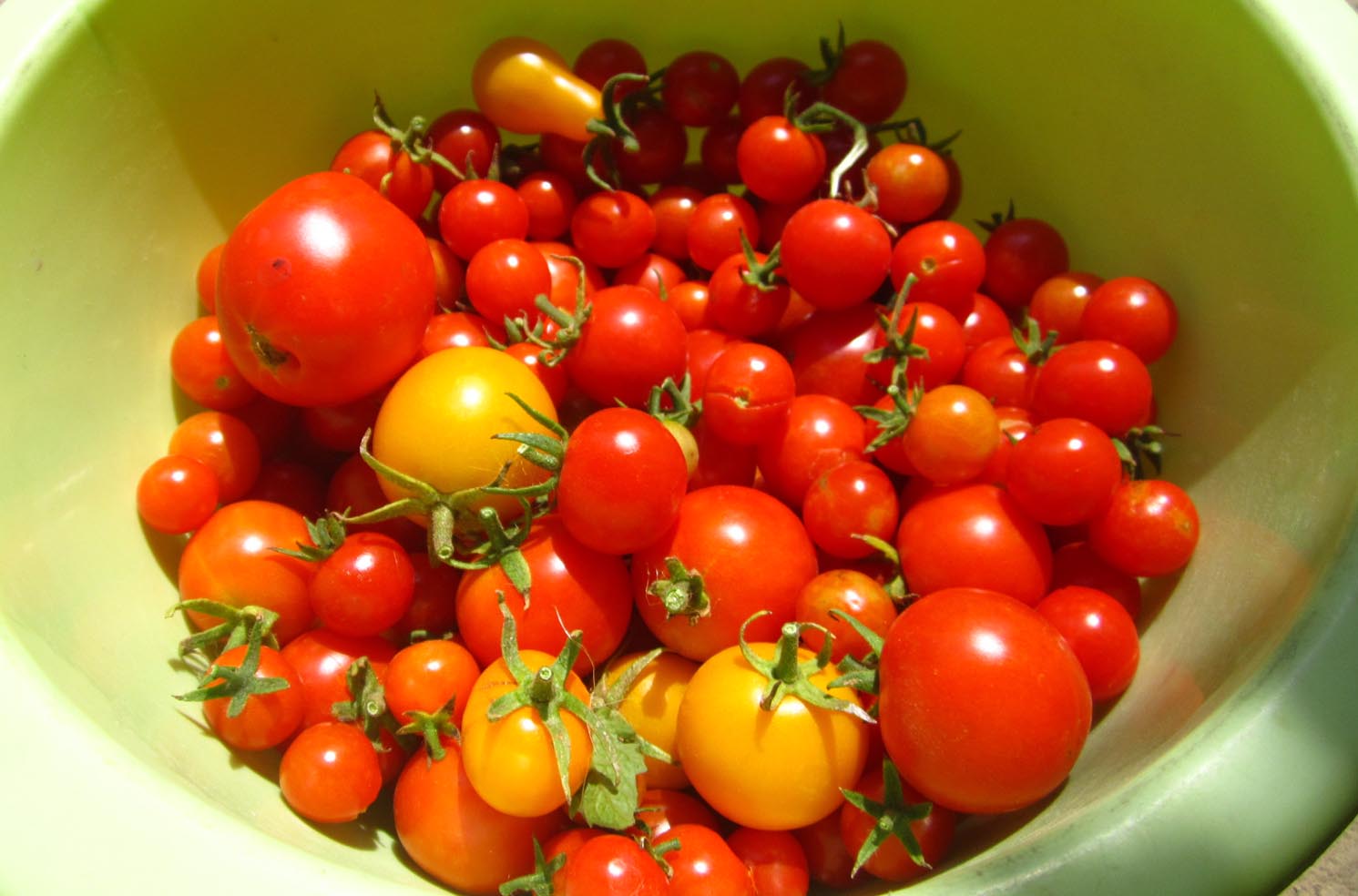 03 Mosorin paradajz