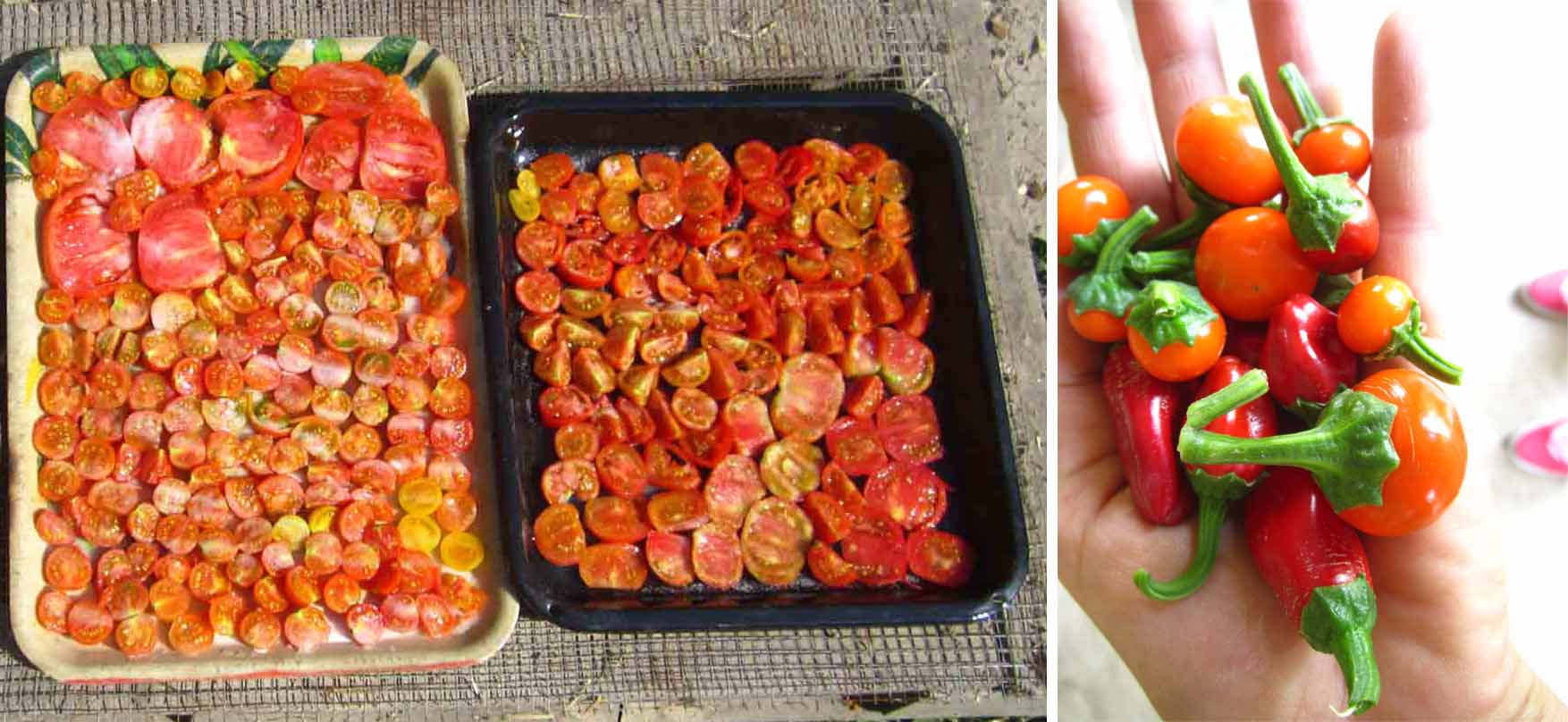 04b Mosorin susenje paradajza i ljute papricice